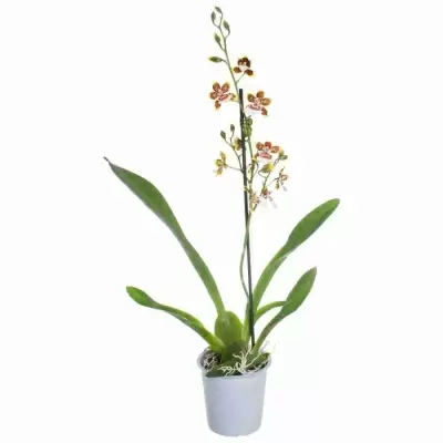 Камбрия Джангл Монарх 1 ст