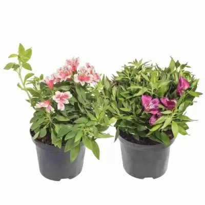 Альстрёмерия Алисия