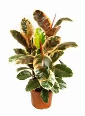 Фикус каучуконосный (эластика) Белиз 3 ст