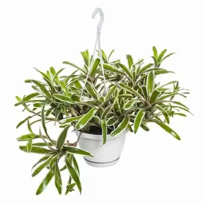 Нидулярия Фаирбол Страйп ампельная