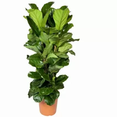 Фикус лировидный (лирата) 3 ст