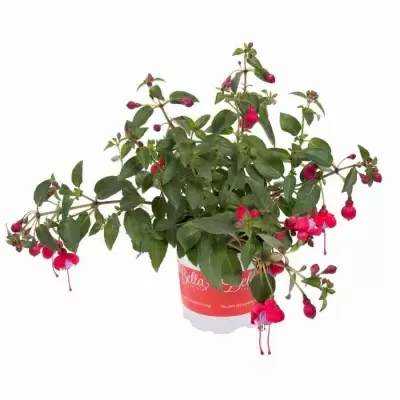 Фуксия розовая