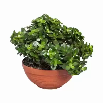 Аихризон (дерево любви)