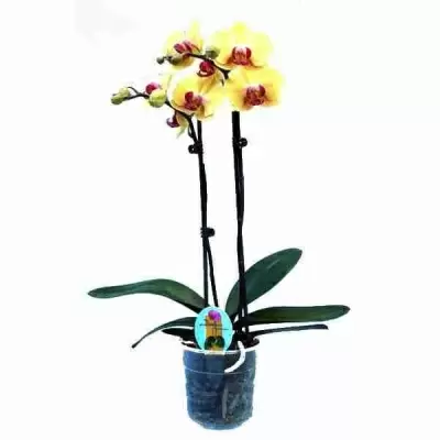 Фаленопсис Желто-красный 2 ствола
