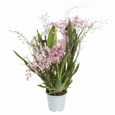 Онцидиум птицеклювый 4 ст