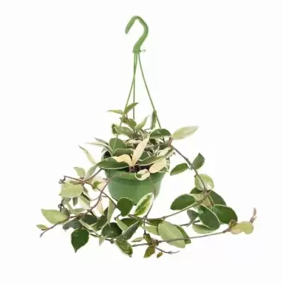 Хойя карноза Хойя карноза