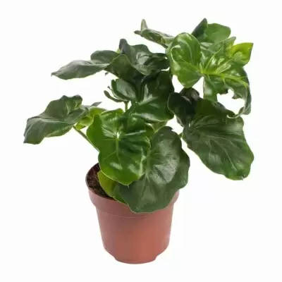 Филодендрон Атом Филодендрон Атом