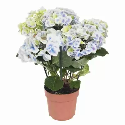 Гортензия Peppermint 