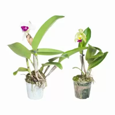 Каттлея  1 ст