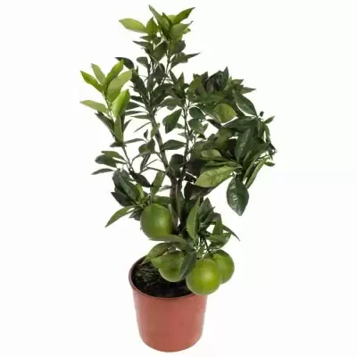 Апельсиновое дерево