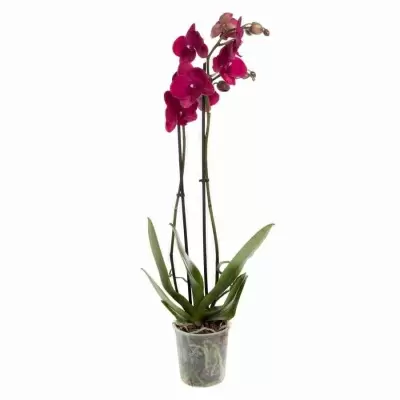 Фаленопсис Кармела