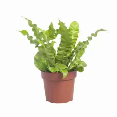 Асплениум Нидус Асплениум Нидус