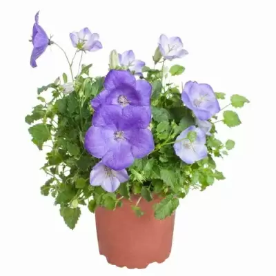 Кампанула Карпатика синяя