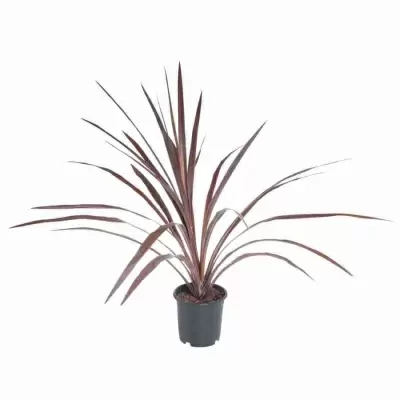 Кордилина Аустралис Красная