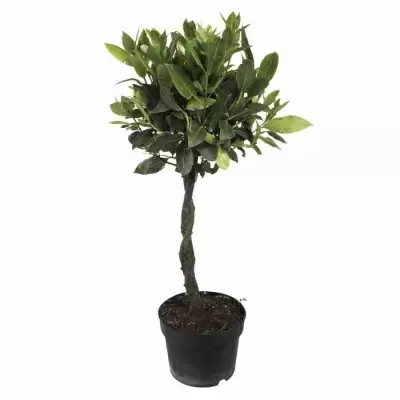 Лавровое дерево 