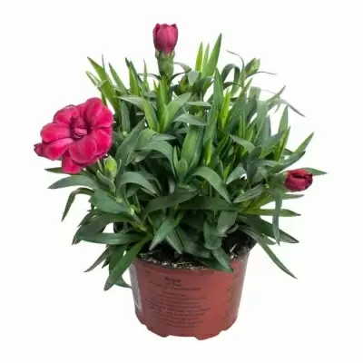 Гвоздика Оскар красная