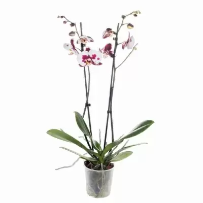 Фаленопсис Кейт 