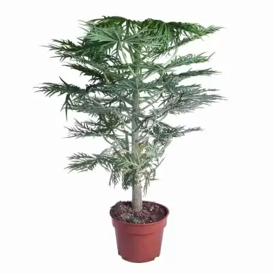 Ятрофа Рассечённая Ятрофа Рассечённая