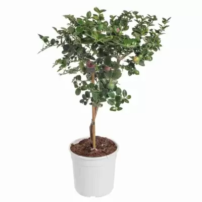 Карисса крупноцветковая штамбовая Карисса крупноцветковая штамбовая