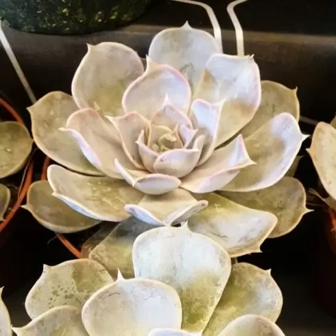 Эхеверия Криспата