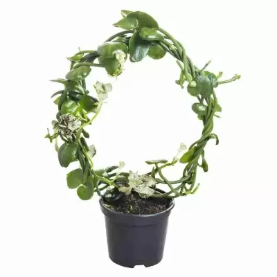 Церопегия Сандерсони обод