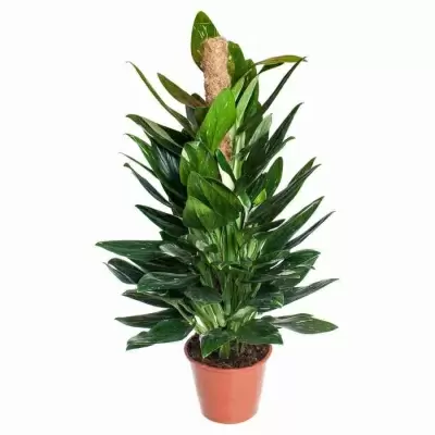 Филодендрон Кобра моссток Филодендрон Кобра моссток