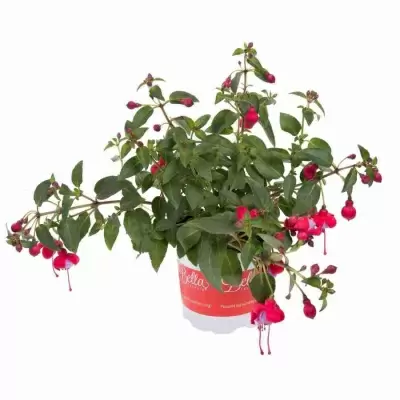 Фуксия розовая