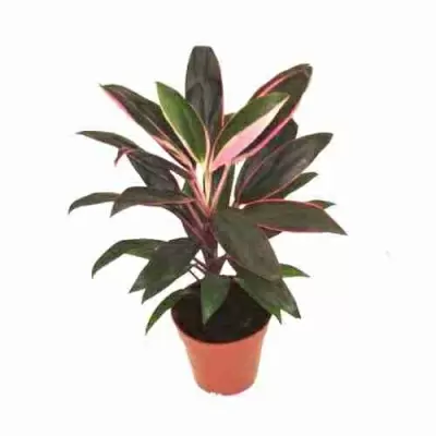 Кордилина Танго