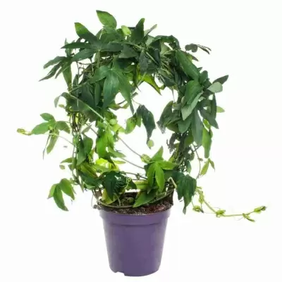 Пассифлора Сноу