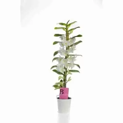 Дендробиум Нобиле Белый 1 ствол