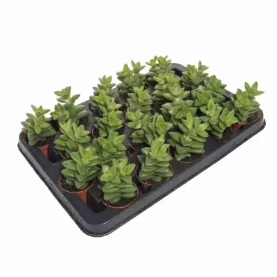 Крассула Овата Обликва