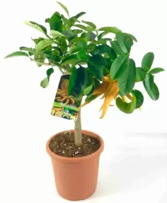 Цитрус Рука Будды