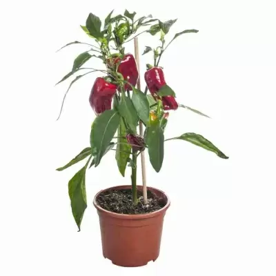 Перец Паприка