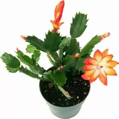 Шлумбергера Christmas Cheer