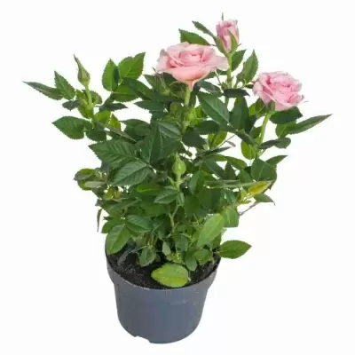 Роза кордана Розовая Марика Роза кордана Розовая Марика