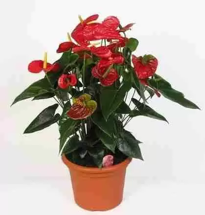 Антуриум Андрианум Красный Антуриум Андрианум Красный