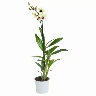 Дендробиум Санок Банана Шоколад 1 ст