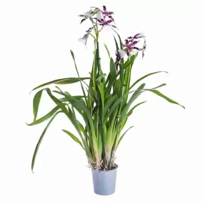 Брассия Черлоб Толкиер 1 ст