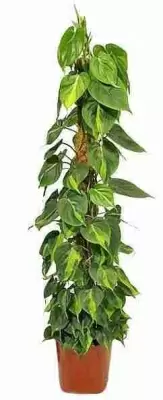 Филодендрон Сканденс моссток Филодендрон Сканденс моссток