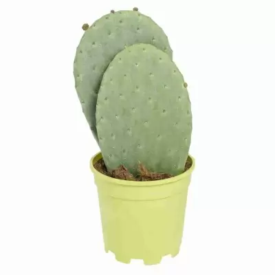 Опунция индийская (инжирная)