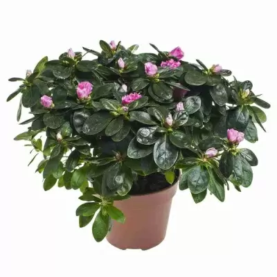 Азалия индика Микс