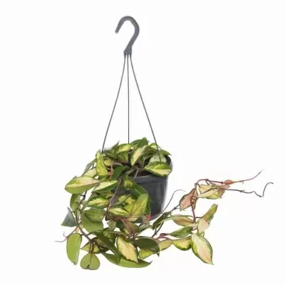 Хойя карноза триколор Хойя карноза триколор