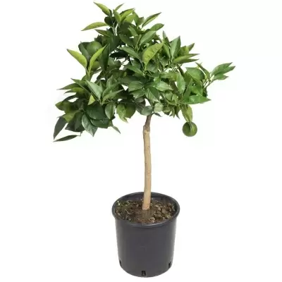 Цитрус Апельсин Красный