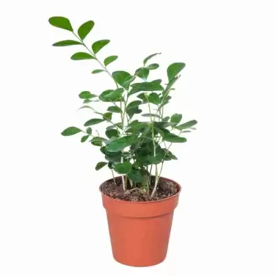 Муррайя Паникулята