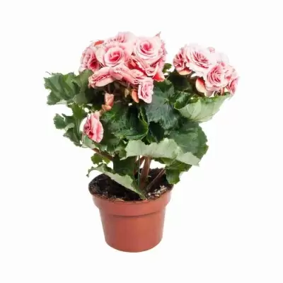 Бегония элатиор Бориас