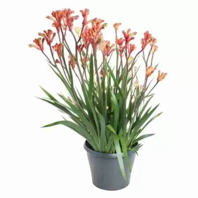 Анигозантус триколор Анигозантус триколор