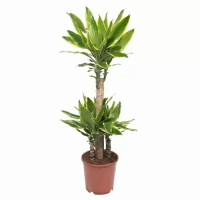 Драцена фрагранс Голден Кост карусель 