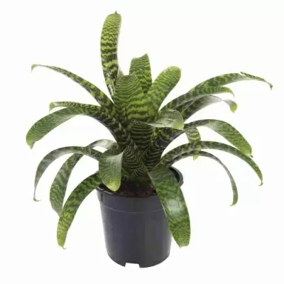 Вриезия Иероглиф 