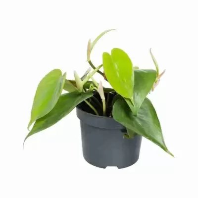 Филодендрон Сканденс