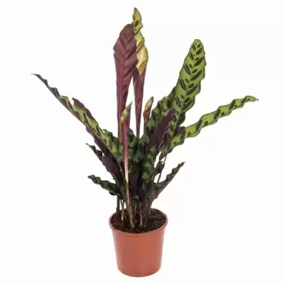 Калатея Лансифолия